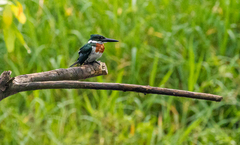 Chloroceryle amazona