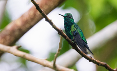 Chlorostilbon gibsoni