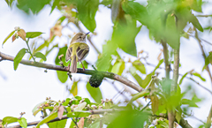 Atalotriccus pilaris