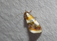 Acontia natalis