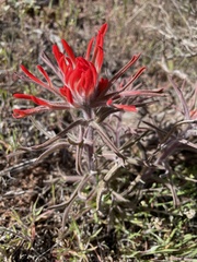 Castilleja scabrida