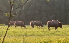 Bison bison image