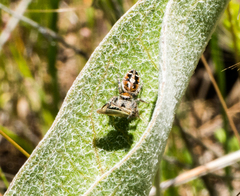 Phidippus comatus