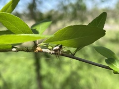 Araneus miniatus