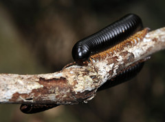 Sechelleptus seychellarum