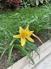Hemerocallis