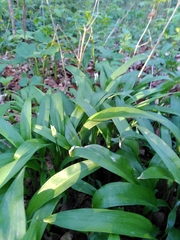 Allium ursinum