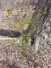 Prunus virginiana