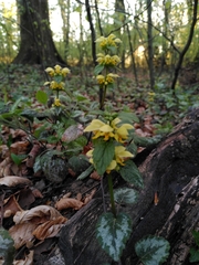 Lamium galeobdolon