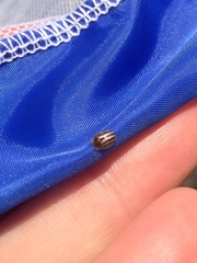 Agroiconota bivittata