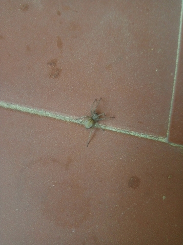 Northern Yellow Sac Spider, 4150-016 Porto, Portugal, photo 9 of 10