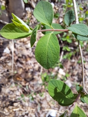 Lonicera morrowii