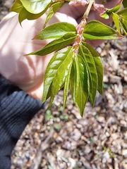 Euonymus alatus