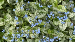 Brunnera sibirica