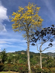 Handroanthus guayacan