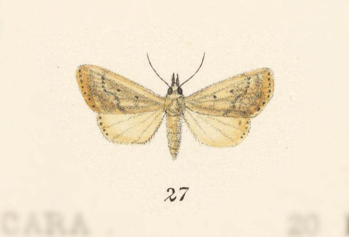 Macrochilo larymna