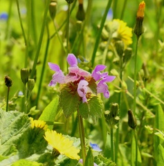 Lamium purpureum