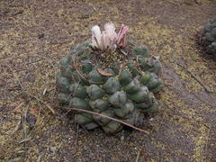 Thelocactus hexaedrophorus hexaedrophorus