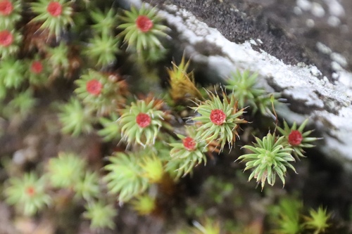 Polytrichum piliferum image