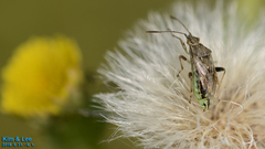 Stictopleurus minutus