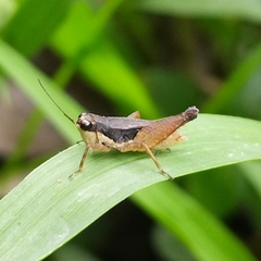 Rehnidium perexiguum