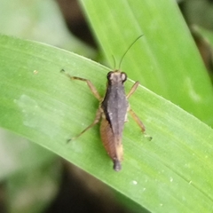 Rehnidium perexiguum