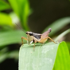 Rehnidium perexiguum