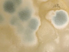 Penicillium