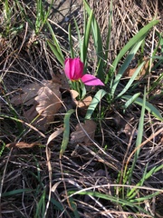 Tulipa humilis