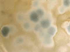 Penicillium