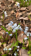 Puschkinia scilloides