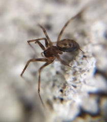 Lepthyphantes leprosus