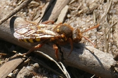Nomada lathburiana