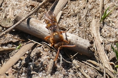 Nomada lathburiana