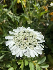 Artedia squamata
