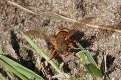 Nomada lathburiana
