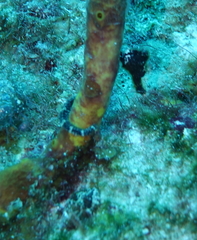 Hippocampus reidi