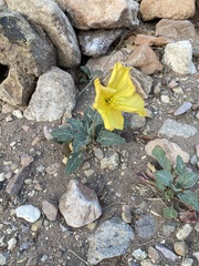 Oenothera brachycarpa