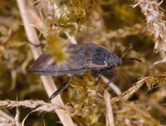 Graptopeltus lynceus