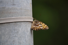 Neope goschkevitschii