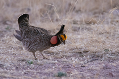 Tympanuchus pallidicinctus