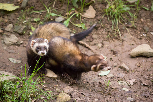 Western Polecat