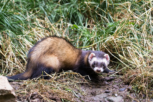 Western Polecat