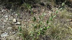 Mandevilla macrosiphon