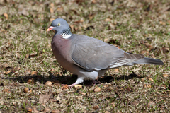Columba palumbus