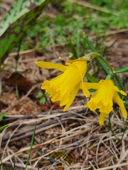 Narcissus minor asturiensis