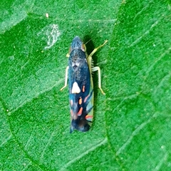 Diedrocephala