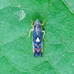 Diedrocephala