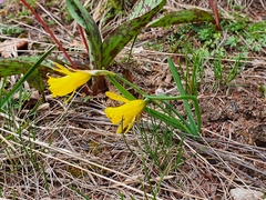 Narcissus minor asturiensis