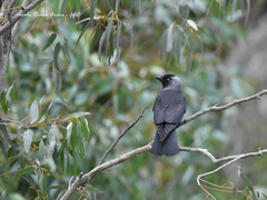 Corvus monedula
